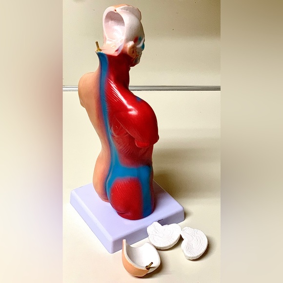 11” Biological Anatomy & Physiology Miniature Human Torso Removable Organ Model - Picture 7 of 16